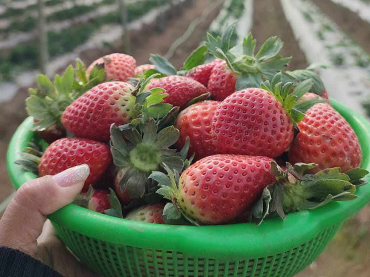 strawberry chitwan_1.jpg